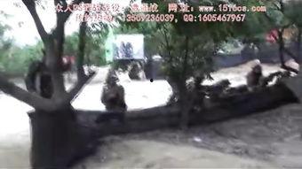 国产野战视频